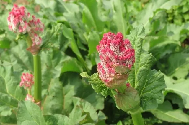 大黄のピンク色の花と緑の葉