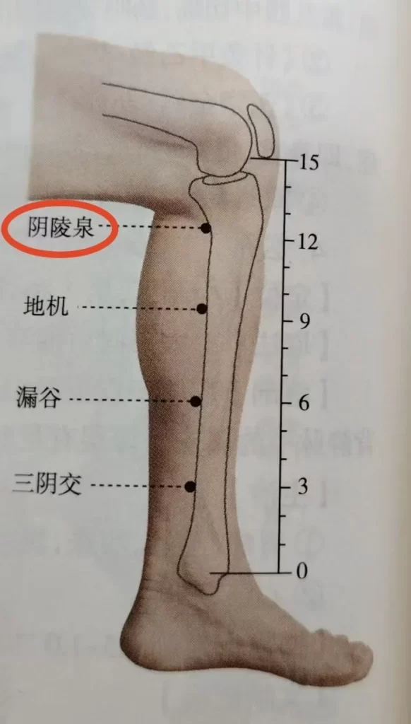 左下肢のツボ位置図：陰陵泉・地機・三陰交・漏谷（赤丸と寸法付き）