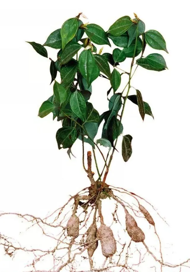 烏薬の植物全体の手描き彩色イラスト、根・実・葉が描かれた生薬の図