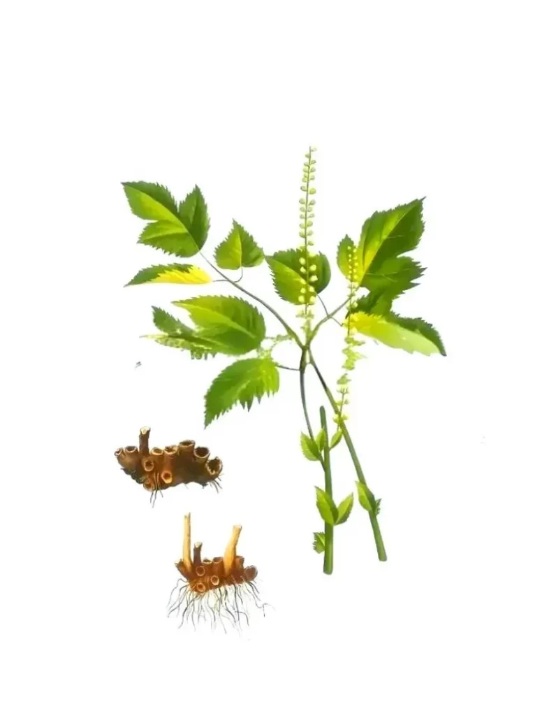 升麻の全株と根を山水画風に描いたイラスト。細長い茎と、地中に伸びる根が墨絵調で表現されている。